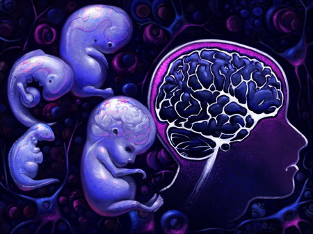 رشد ۹۰ درصد مغز تا دو سالگی انسان