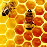کشف نحوه ساخت کندوی زنبور عسل پس از هزاران سال