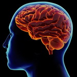 نظریه جدید دانشمندان: مغز پیر نمی‌شود